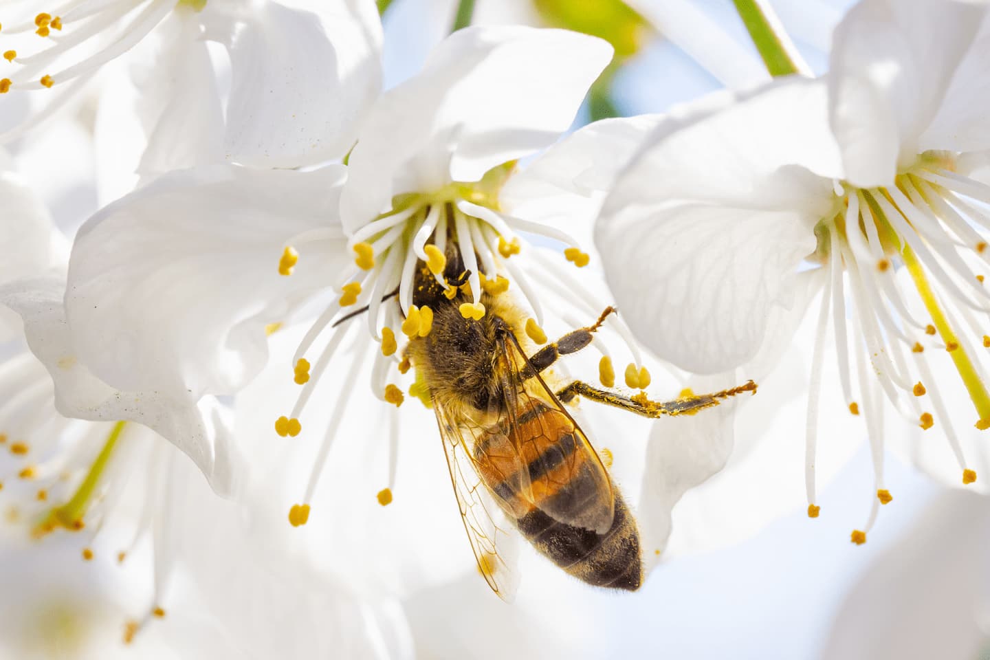 Biene in weißer Blume