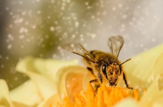 Schnelle Tipps bei Pollenallergie
