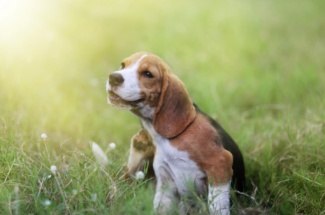 Hundeallergie: Neue Einblicke zu Auslöser & Behandlung.