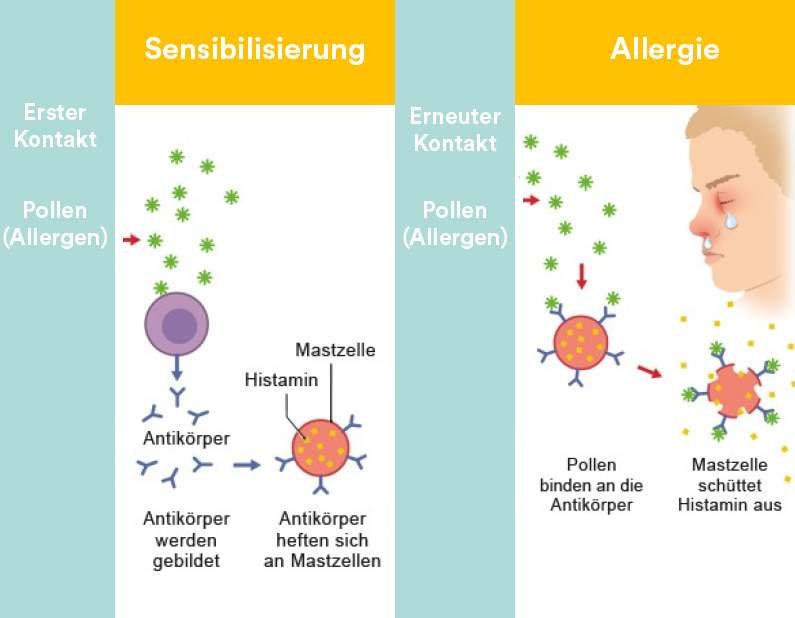 Infografik zur Entstehung von Allergien