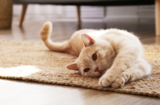 rote Katze liegt auf Teppich