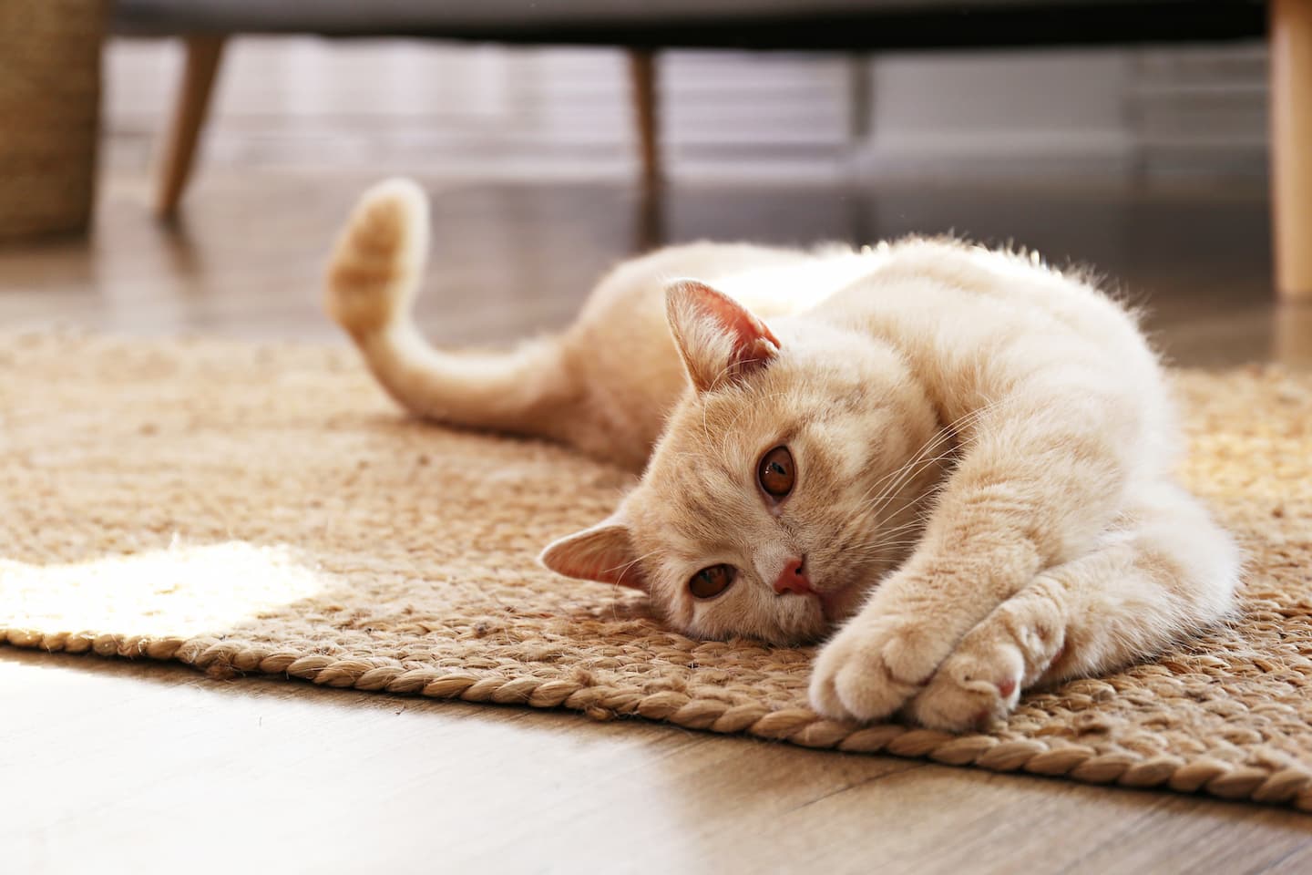 rote Katze liegt auf Teppich