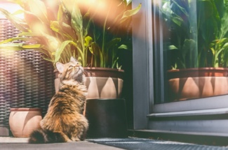 Katze sitzt vor Tür im Freien
