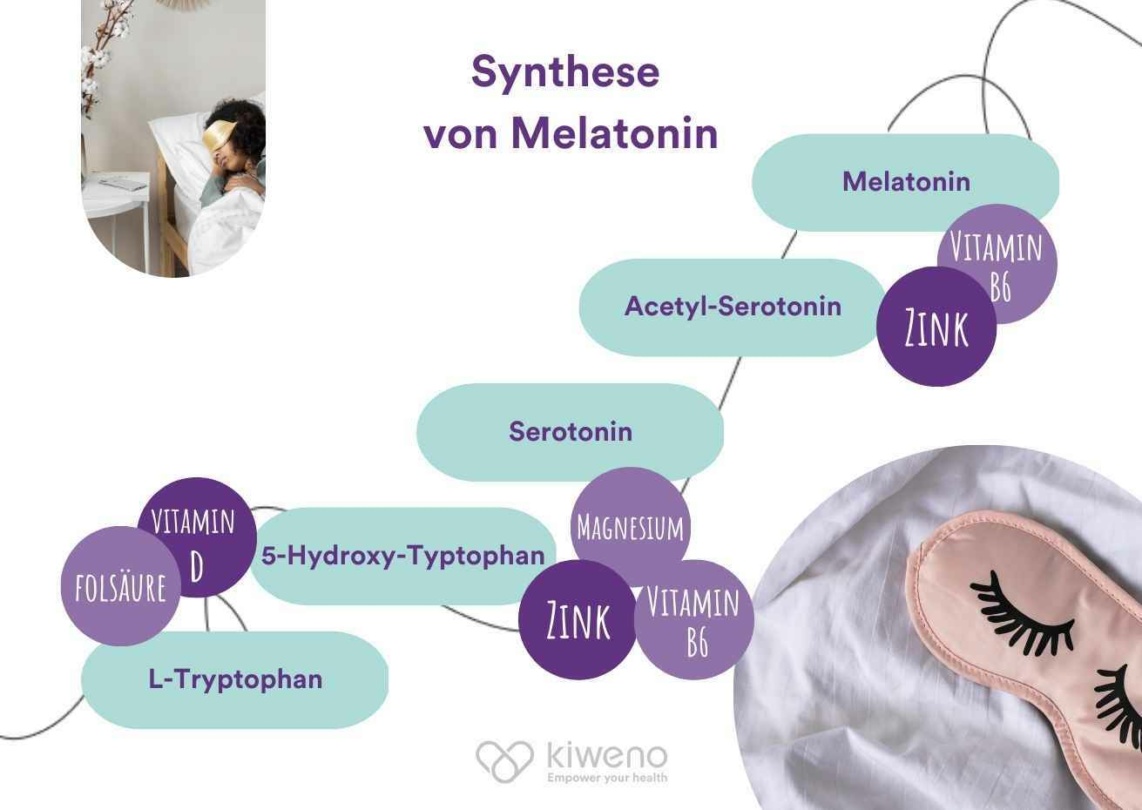 Infografik zur Bildung von Melatonin