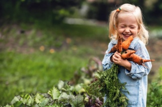 Kind im Garten hält Karotten und lacht